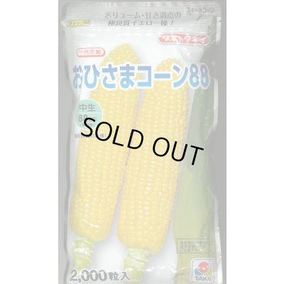 画像1: [とうもろこし] おひさまコーン88 2000粒 タキイ種苗(株)