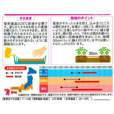 画像2: 送料無料　花の種　インパチェンス　ミックス　約50粒　(株)サカタのタネ　実咲350　（206034）