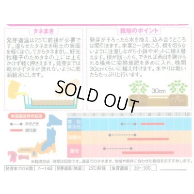 画像2: 花の種 インパチェンス ミックス 約50粒 (株)サカタのタネ 実咲350 (206034)