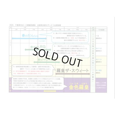 画像5: [スイカ] 大玉スイカ 金色羅皇 100粒 ナント種苗(株)