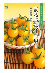 送料無料　[トマト/ミニトマト]　ミニトマト　まるっ娘イエロー　9粒　丸種（株）
