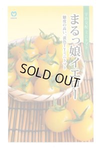 [トマト/ミニトマト] ミニトマト まるっ娘イエロー 9粒 丸種（株）