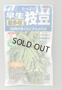 送料無料　[枝豆]　たっぷり　33ml（約66粒） （株）サカタのタネ実咲350（107806）