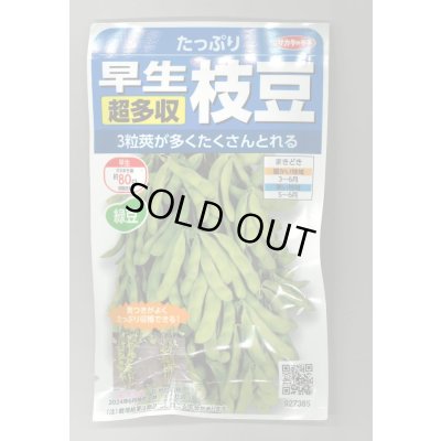 画像1: 送料無料　[枝豆]　たっぷり　33ml（約66粒） （株）サカタのタネ実咲350（107806）