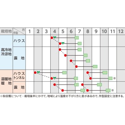 画像4: [枝豆]　たっぷり　1L （株）サカタのタネ