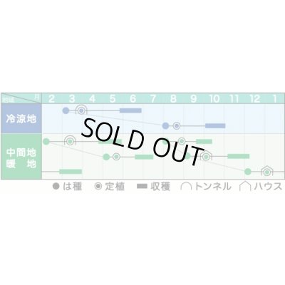 画像2: [ズッキーニ] ＫＺパワー 100粒 ヴィルモランみかど（株）