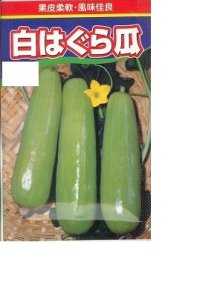 送料無料　[瓜類]　白はぐら瓜　100粒　渡辺農事(株)