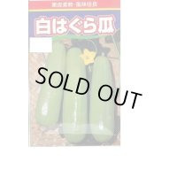 [瓜類] 白はぐら瓜 100粒 渡辺農事(株)