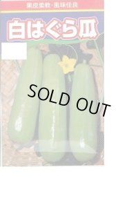 [瓜類] 白はぐら瓜 100粒 渡辺農事(株)