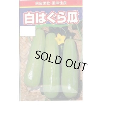 画像1: [瓜類] 白はぐら瓜 100粒 渡辺農事(株)