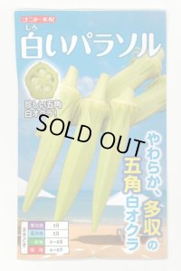[オクラ] 白いパラソル 50粒 ナント種苗(株)
