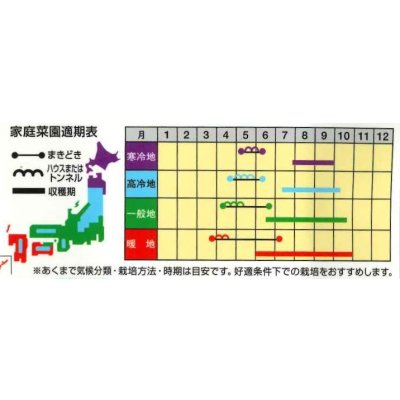 画像2: 送料無料　[オクラ]　白いパラソル　1000粒　ナント種苗(株)