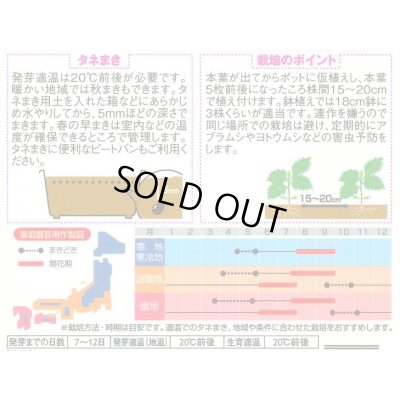 画像2: 花の種 マイクロアスター ステラトップブルー 小袋 (株)サカタのタネ 実咲350(026092)