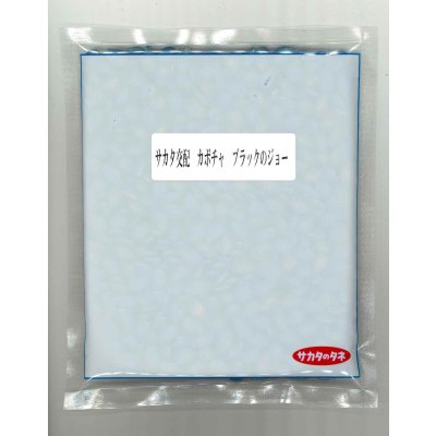 画像1: 送料無料 [かぼちゃ] ブラックのジョー 500粒 (株)サカタのタネ