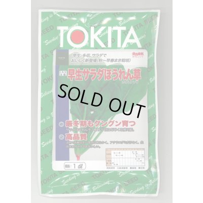 画像1: [ほうれんそう] 早生サラダほうれんそう 1dl トキタ種苗(株)