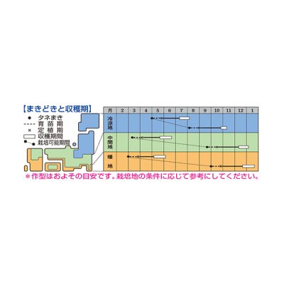画像4: コールラビ　ウィナー　1.3ml 　タキイ種苗(株) RF