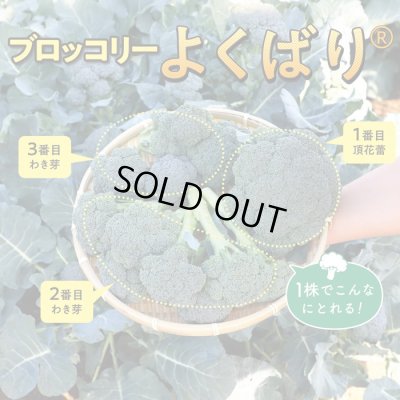 画像2: [ブロッコリー]よくばり(約50粒) (株)サカタのタネ 実咲450(203245)