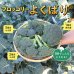 画像2: [ブロッコリー]よくばり(約50粒) (株)サカタのタネ 実咲450(203245) (2)