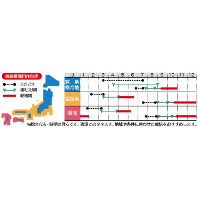 画像4: [ブロッコリー]よくばり(約50粒) (株)サカタのタネ 実咲450(203245)
