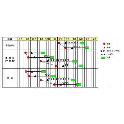 画像2: [レタス] パワースイープ  ペレット種子5000粒  (株)サカタのタネ 