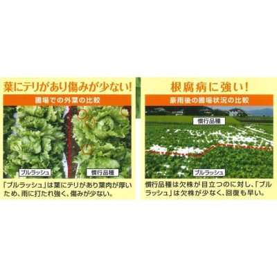 画像5: [レタス] オーディブル ペレット150粒 (株)サカタのタネ 実咲550 003172
