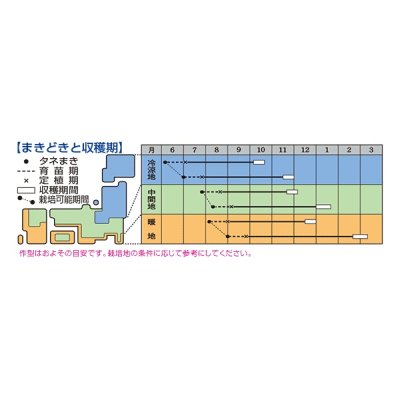 画像3: 送料無料　キャベツ　夢舞台　ペレット種子5千粒　タキイ種苗(株)