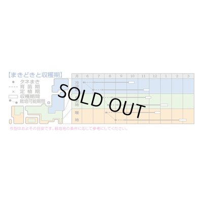 画像3: 送料無料　キャベツ　夢舞台　ペレット種子5千粒　タキイ種苗(株)