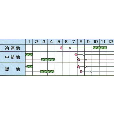 画像2: [キャベツ] 冬くぐり　小袋カネコ種苗（株）