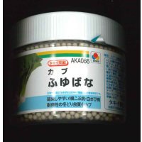 [かぶ] ふゆばな ペレット5千粒 タキイ種苗(株)