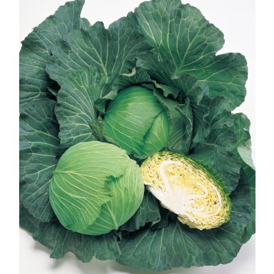 画像2: 送料無料　キャベツ　夢舞台　ペレット種子5千粒　タキイ種苗(株)