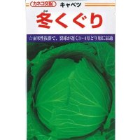 [キャベツ] 冬くぐり　小袋カネコ種苗（株）