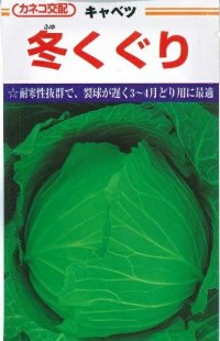 [キャベツ] 冬くぐり　小袋カネコ種苗（株）