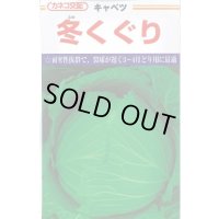 [キャベツ] 冬くぐり　小袋カネコ種苗（株）