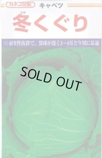 [キャベツ] 冬くぐり　小袋カネコ種苗（株）