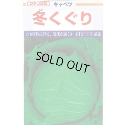 画像1: [キャベツ] 冬くぐり　小袋カネコ種苗（株）
