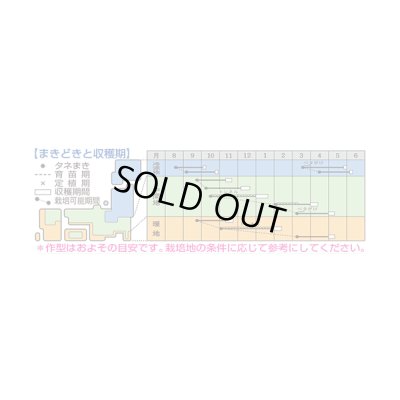 画像3: 送料無料[かぶ] ふゆばな 1dL タキイ種苗(株)