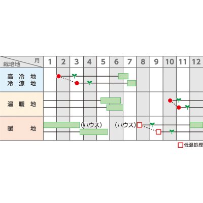 画像3: [そら豆] 多空の春 1dl (株)サカタのタネ