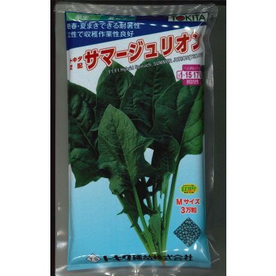 画像1: [ほうれんそう] サマージュリオン 3万粒（種子サイズ：Ｍ） トキタ種苗(株)