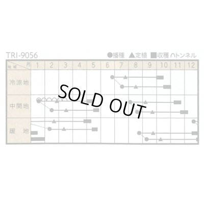 画像2: [ブロッコリー] 駿麟　コート種子　5000粒　　トキタ種苗(株) 