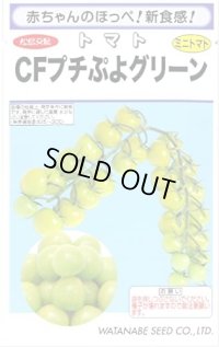[トマト/ミニトマト] CFプチぷよグリーン100粒 (株)渡辺採種場