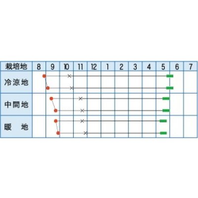 画像2: [たまねぎ] サラダレッド2.5ml(約340粒) (株)タカヤマシード