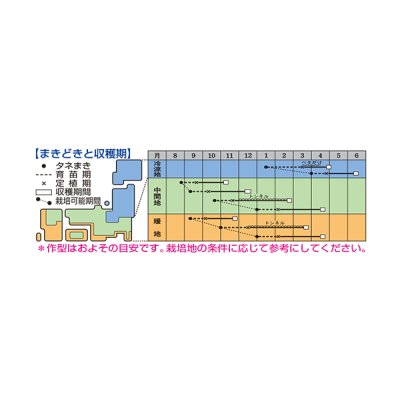 画像3: 2026年新品種！[レタス] アイスルージュ ペレット種子 5000粒 タキイ種苗(株)