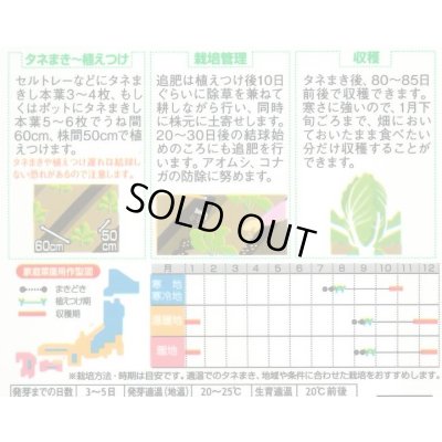 画像2: [白菜] 初美月 約110粒（株）サカタのタネ　実咲450（208844）