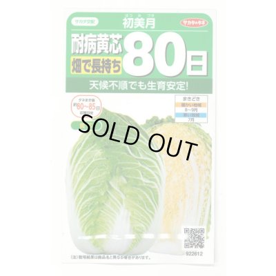 画像1: [白菜] 初美月 約110粒（株）サカタのタネ　実咲450（208844）
