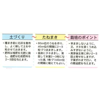 画像3: [そら豆] お多福 1L トキタ種苗（株）
