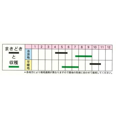 画像2: [そら豆] お多福 1L トキタ種苗（株）