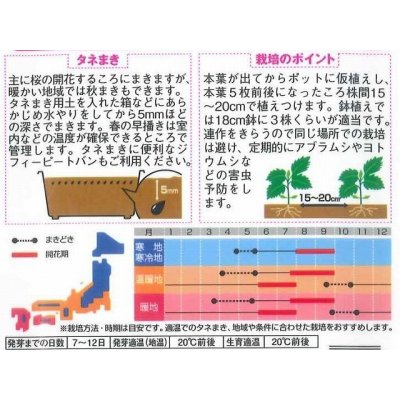 画像2: 花の種　アスター　あずみ混合　約143粒　サカタのタネ（株）　実咲350