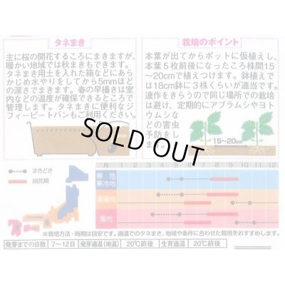 画像2: 送料無料　花の種　アスター　あずみ混合　約143粒　(株)サカタのタネ　実咲350（026083）