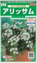 送料無料　花の種　アリッサム　スノークリスタル　約43粒　　(株)サカタのタネ　実咲250（026216）