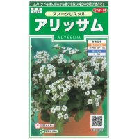 花の種　アリッサム　スノークリスタル　約43粒　サカタのタネ（株）実咲250